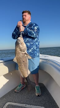 Black Drum Fishing in Galveston, Texas