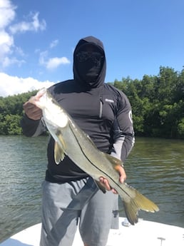 Snook Fishing in St. Petersburg, Florida