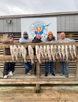 Black Drum Fishing in Corpus Christi, Texas