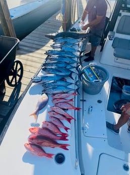 Blackfin Tuna, Vermillion Snapper fishing in Orange Beach, Alabama