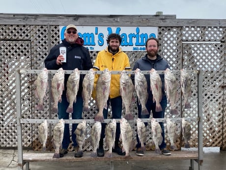 Black Drum Fishing in Corpus Christi, Texas