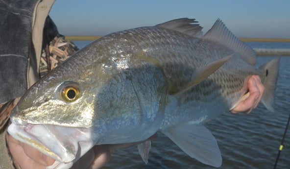 Redfish fishing in Galveston, Texas