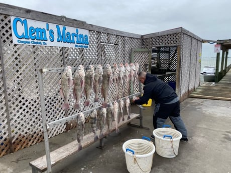 Black Drum Fishing in Corpus Christi, Texas