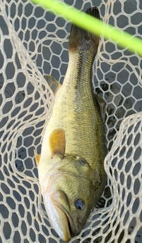 Largemouth Bass fishing in Broken Bow, Oklahoma