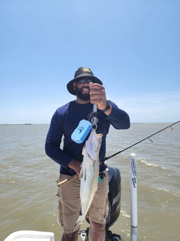 Black Drum, Black Seabass, Sheepshead, Speckled Trout / Spotted Seatrout fishing in Galveston, Texas