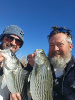 Hybrid Striped Bass Fishing in Trails End Road, Wilmington, N, North Carolina