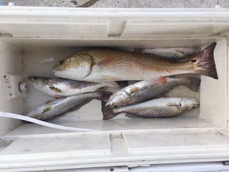 Redfish, Speckled Trout / Spotted Seatrout fishing in Galveston, Texas