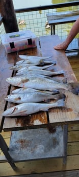 Speckled Trout Fishing in Galveston, Texas