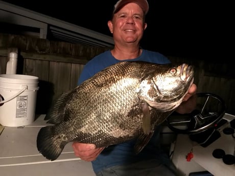 Tripletail Fishing in Sarasota, Florida