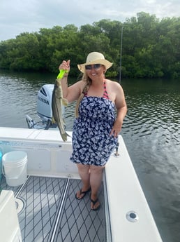 Snook fishing in St. Petersburg, Florida