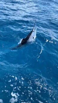 Sailfish fishing in Tavernier, Florida