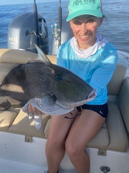 Triggerfish Fishing in Niceville, Florida