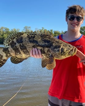 Sheepshead fishing in Naples, Florida