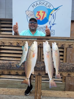 Speckled Trout / Spotted Seatrout fishing in Corpus Christi, Texas