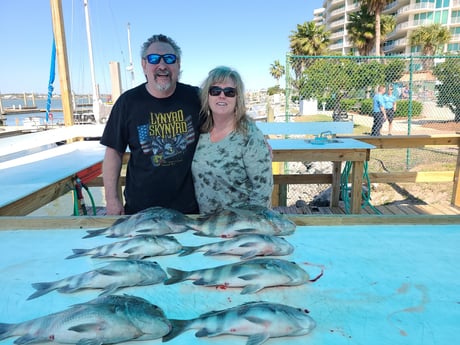 Triggerfish fishing in Orange Beach, Alabama