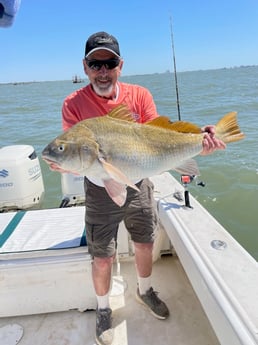 Black Drum fishing in Galveston, Texas