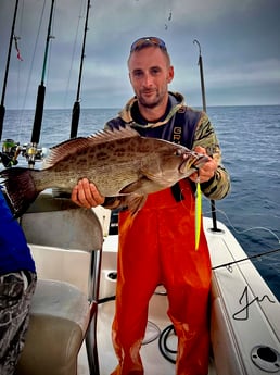 Scamp Grouper Fishing in Pensacola, Florida