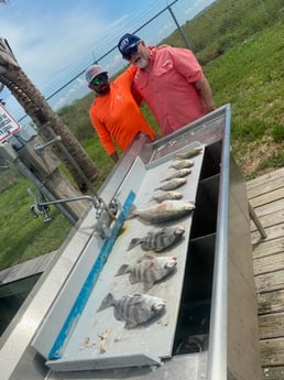 Black Drum, Redfish Fishing in Galveston, Texas