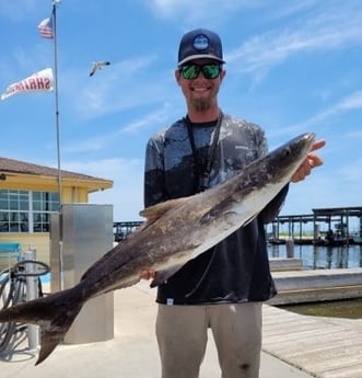 Cobia fishing in Corpus Christi, Texas