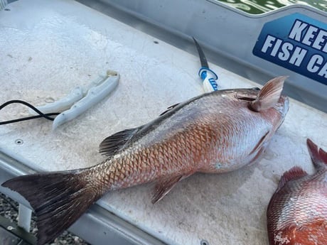 Mangrove Snapper Fishing in Destin, Florida