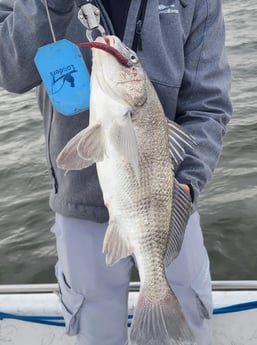 Black Drum Fishing in Galveston, Texas