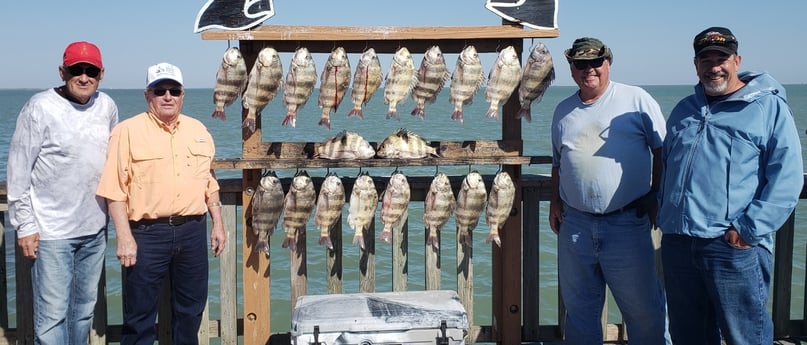 Sheepshead fishing in Port Isabel, Texas