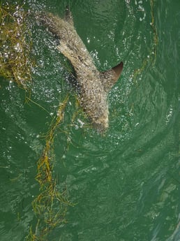 Blacktip Shark Fishing in Port Orange, Florida