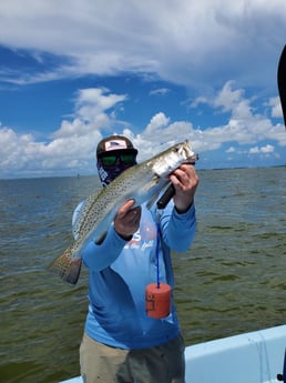 Speckled Trout / Spotted Seatrout fishing in Galveston, Texas