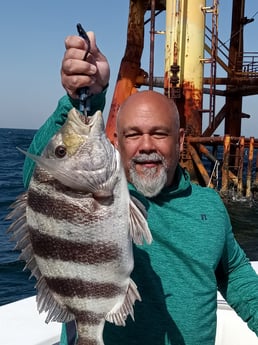 Sheepshead fishing in Galveston, Texas