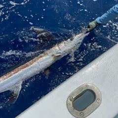 Blue Marlin Fishing in Key West, Florida