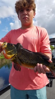 Peacock Bass fishing in Fort Lauderdale, Florida