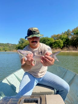 Hybrid Striped Bass Fishing in Granbury, Texas