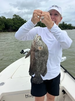 Tripletail Fishing in Islamorada, Florida