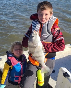 Black Drum fishing in Freeport, Texas