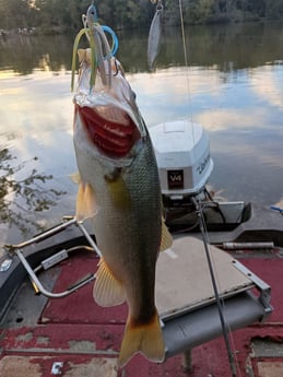 Largemouth Bass Fishing in Holmes Beach, Florida