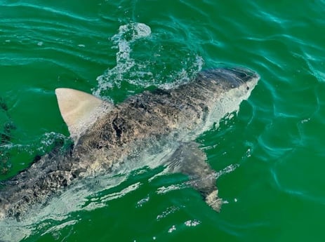 Fishing in Pensacola, Florida