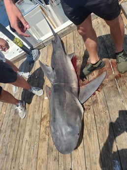 Fishing in Pensacola, Florida