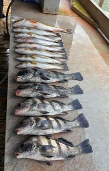 Black Drum, Redfish, Speckled Trout Fishing in Galveston, Texas