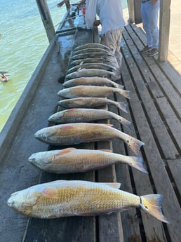 Redfish, Speckled Trout Fishing in Rockport, Texas