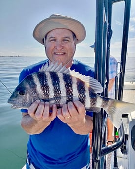 Sheepshead Fishing in Sarasota, Florida