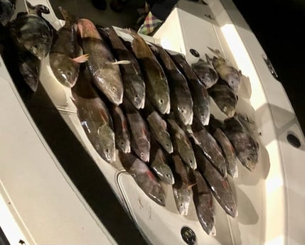 Sheepshead, Speckled Trout / Spotted Seatrout fishing in Venice, Louisiana