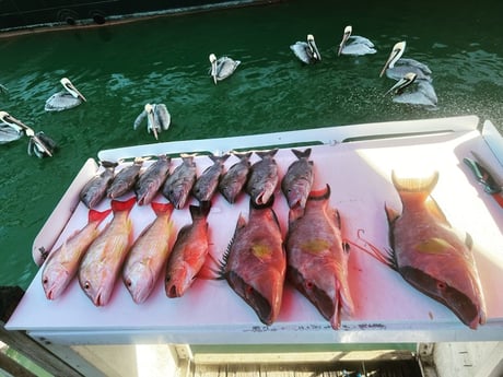 Lane Snapper, Scup Fishing in Clearwater, Florida