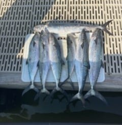 Spanish Mackerel Fishing in Gulf Shores, Alabama