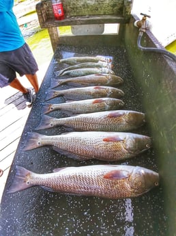 Redfish, Speckled Trout / Spotted Seatrout fishing in Rio Hondo, Texas