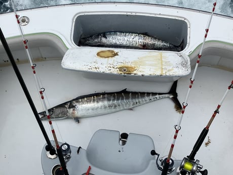 Wahoo Fishing in Fort Lauderdale, Florida