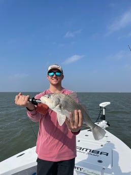 Black Drum Fishing in Corpus Christi, Texas