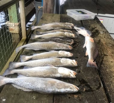 Black Drum, Redfish, Speckled Trout / Spotted Seatrout fishing in Galveston, Texas