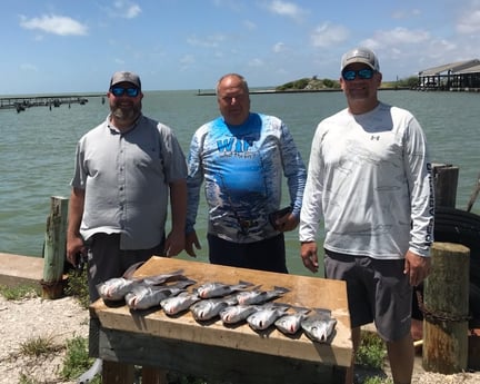 Black Drum Fishing in Rockport, Texas