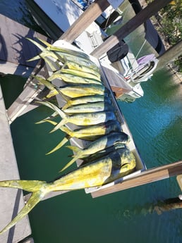 Mahi Mahi / Dorado Fishing in Key Largo, Florida