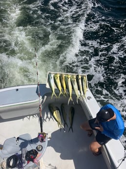 Mahi Mahi Fishing in Fort Lauderdale, Florida